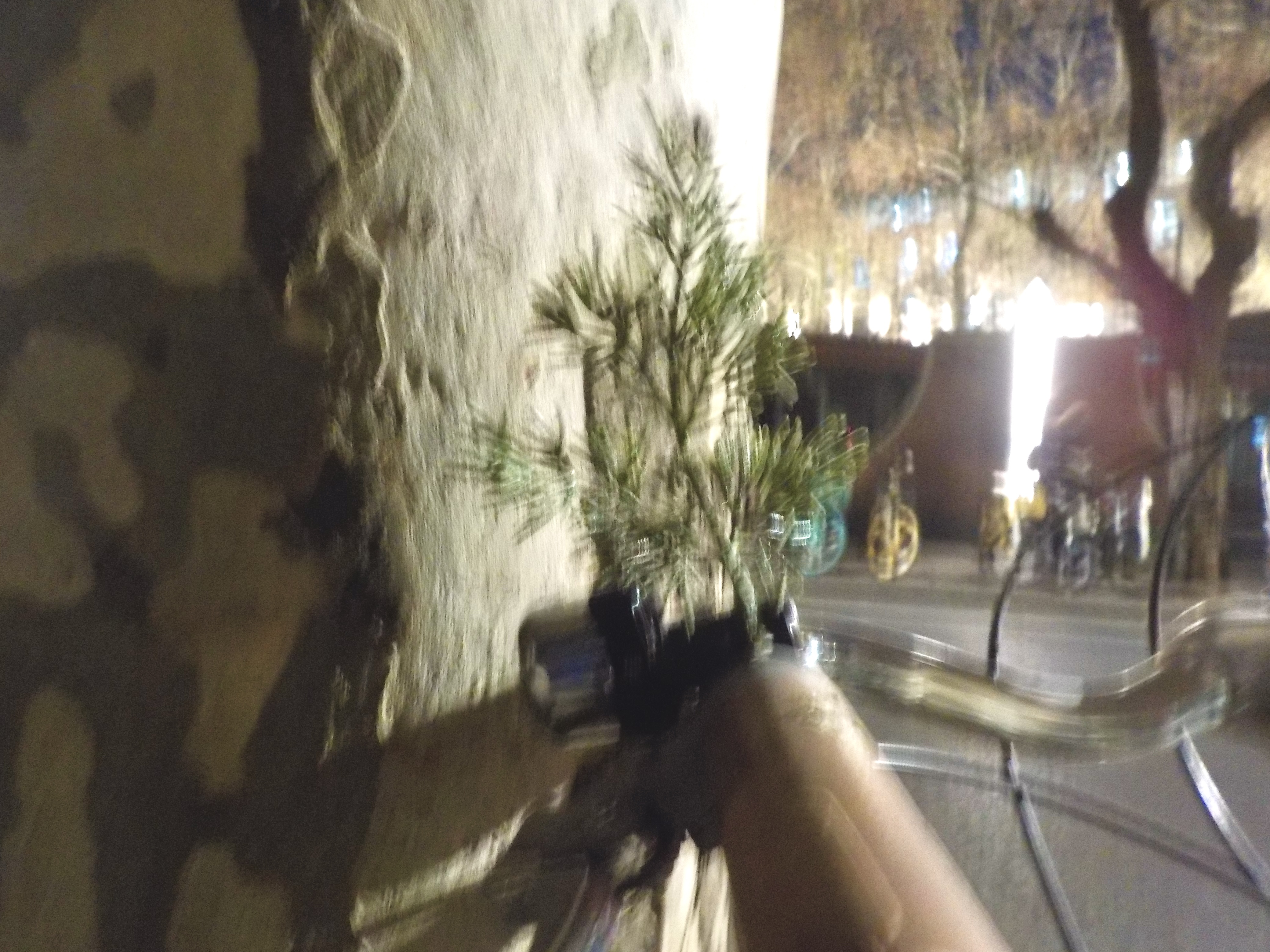 a tree grows from the handlebars