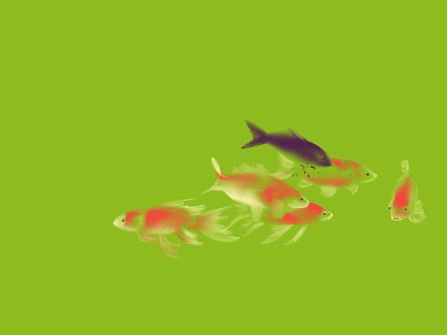 six fish swimming around